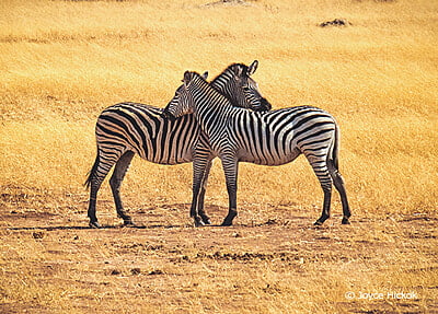 Botswana Zebras Notecard