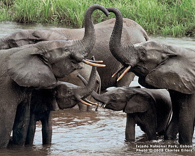 Gabon Notecard