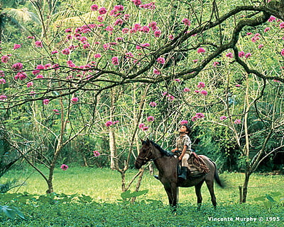 Honduras Notecards