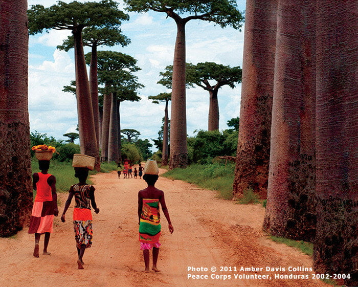 Madagascar Baobabs Notecard Madagascar Baobabs Notecard