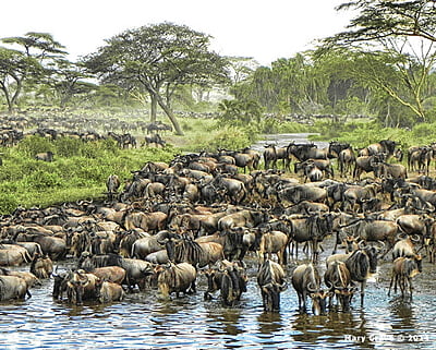 Tanzania Notecard
