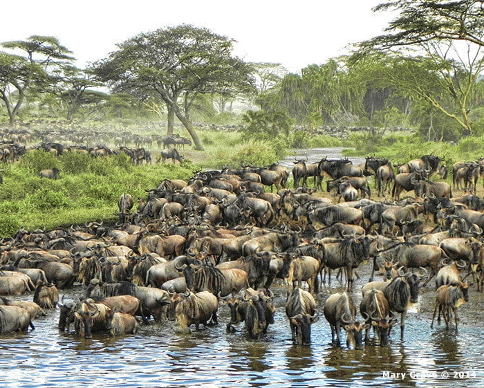 Tanzania Notecard Tanzania Notecard